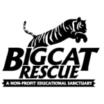 big cat rescue