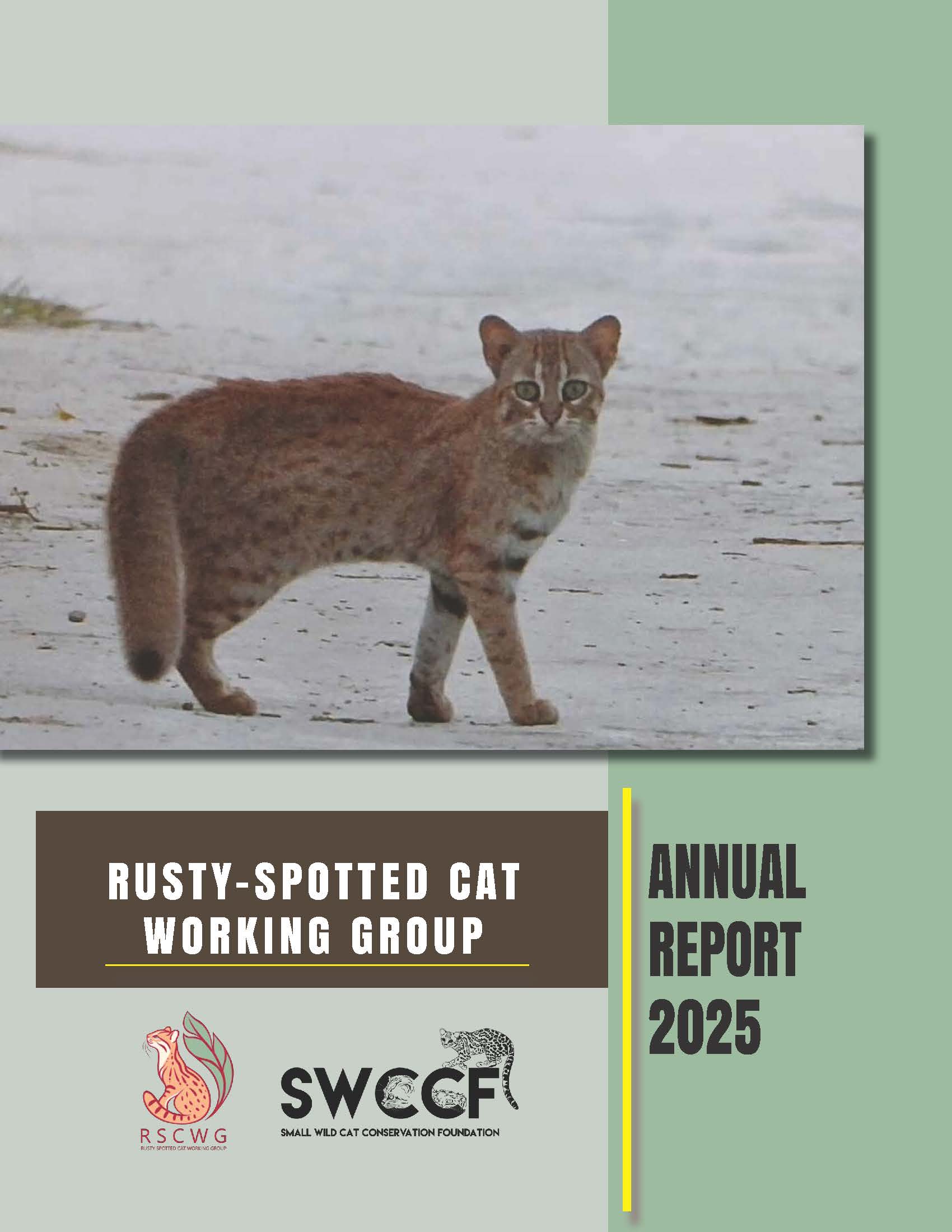 Rusty-spotted Cat Conservation Field Work & Achievements